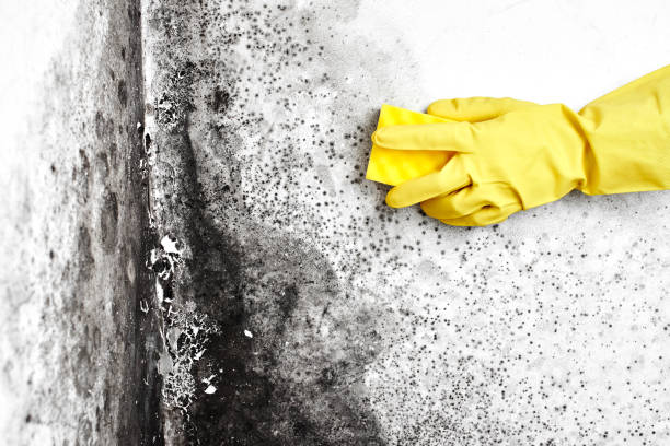 Best Same-Day Mold Removal  in West Athens, CA