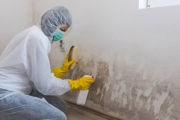 Best Office Mold Removal Services  in West Athens, CA