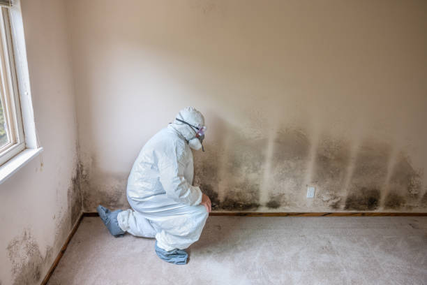 Best Commercial Mold Removal  in West Athens, CA