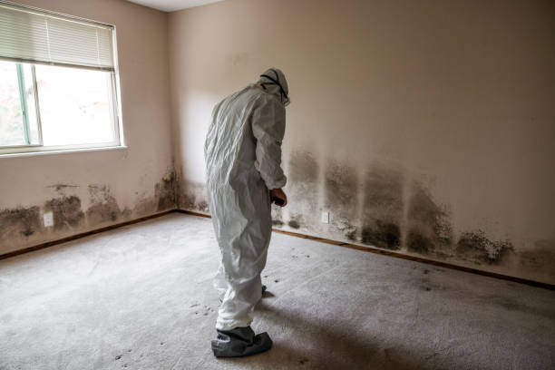 Office Mold Removal Services in West Athens, CA