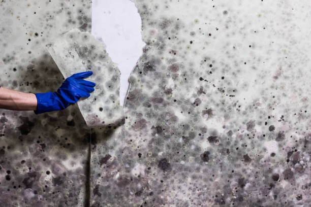 Best Best Mold Removal Companies  in West Athens, CA
